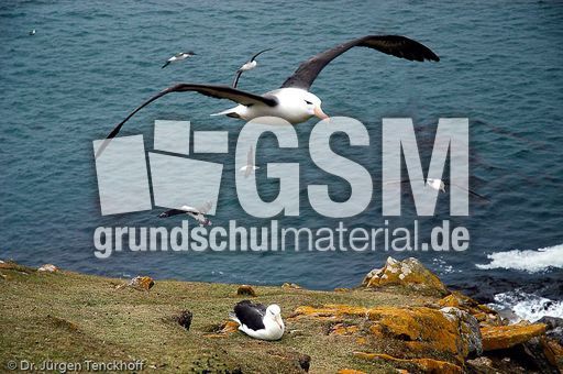 Schwarzbrauenalbatros (16 von 52).jpg